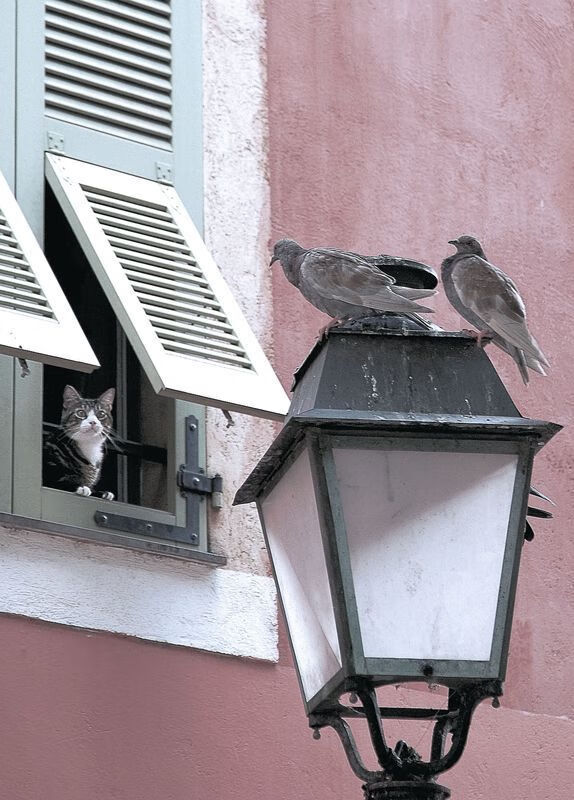 灯塔矗立于风暴前,杜兰特与凯尔特人火力压制独行侠之夜