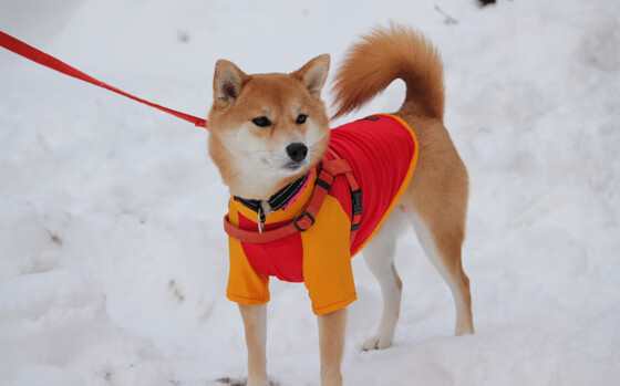 小国雄心,冰岛关键战掀翻克罗地亚,奥运周期焦点战见证硬仗奇迹