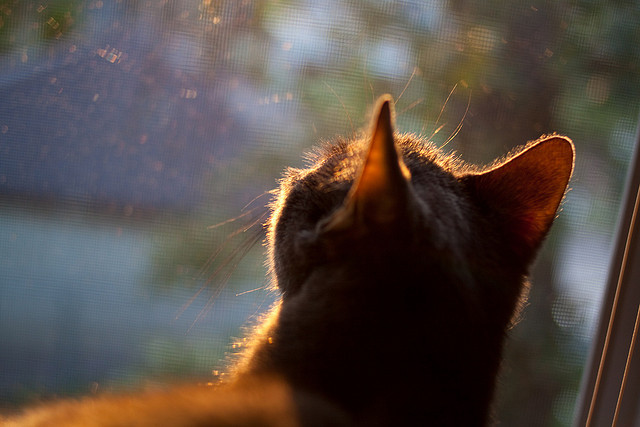 NBA总决赛之夜,法比尼奥的足球大脑统治了篮球世界