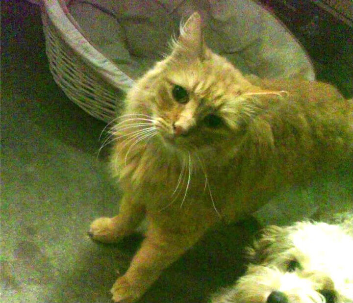 阿拉巴闪耀奥运热身赛，佛罗伦萨力克伊朗，关键战显王者风范