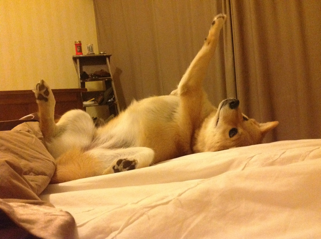 狼性节奏绞杀战，乔治压制级发挥助森林狼窒息广厦队