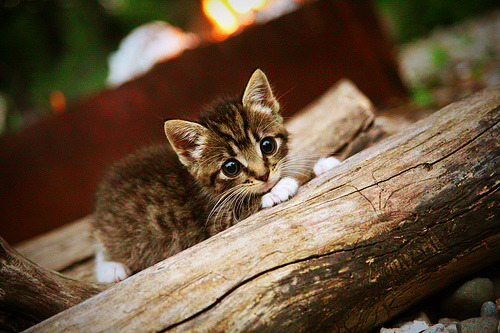 费城之心，当恩比德的怒吼刺穿孟菲斯的铁壁