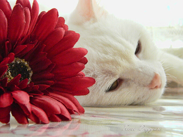 F1街道赛之夜，那支在漆黑画布上挥毫的金色画笔