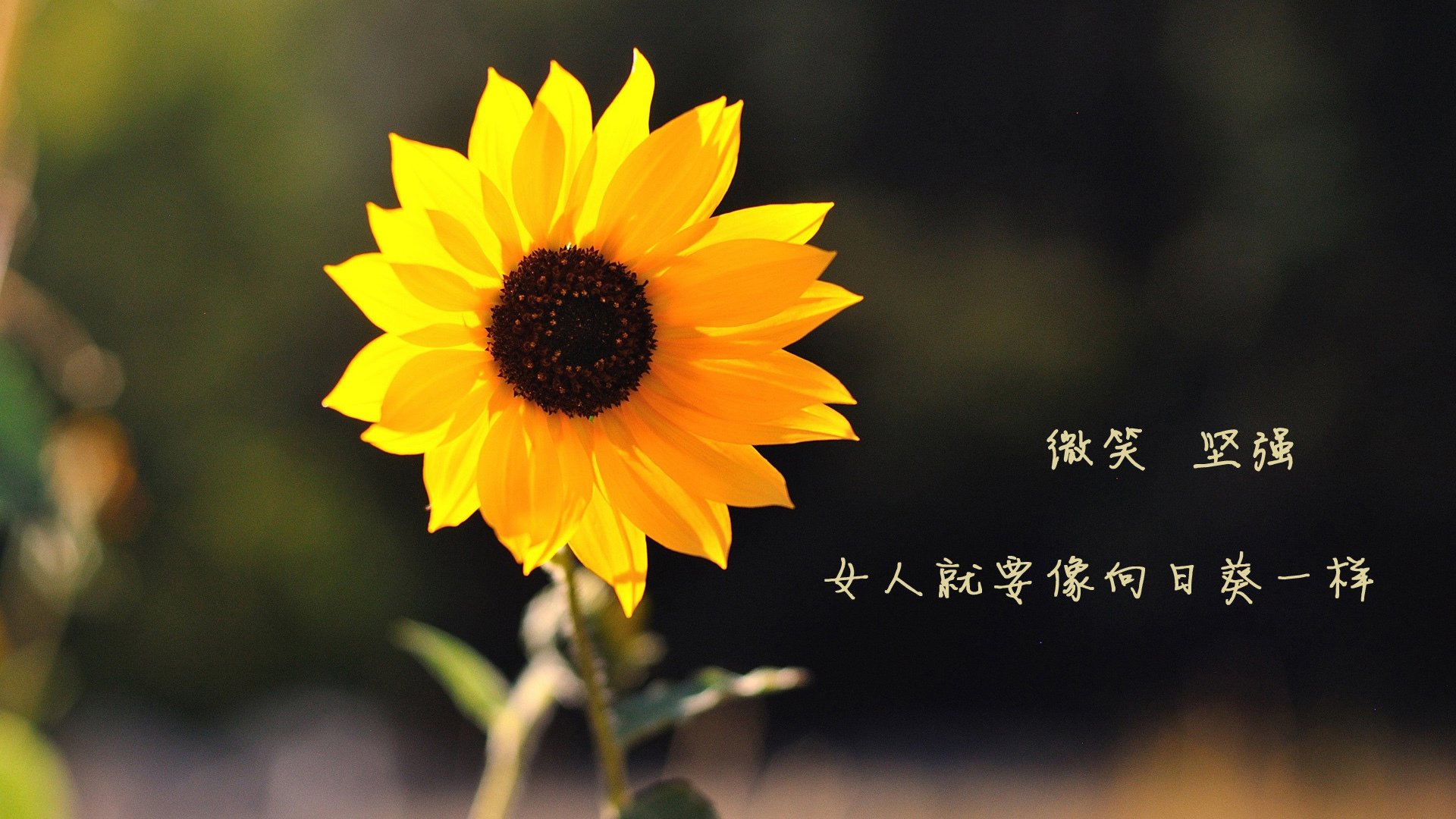 雷霆万钧!切特霍姆格伦狂轰38+15,一波流带走新疆队晋级决赛