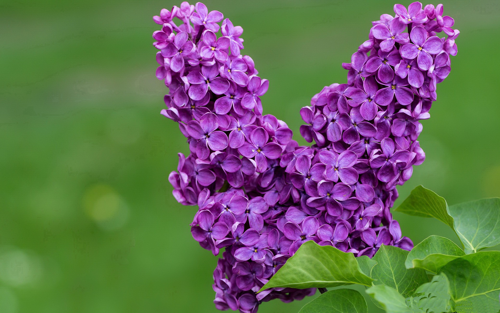 凯塞多制胜一击点燃逆转之火，阿根廷惊险翻盘苏格兰