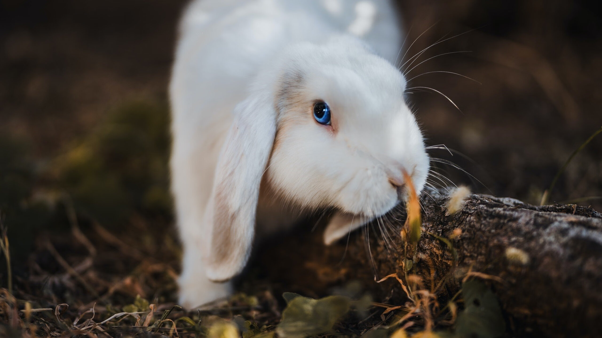 NBA总决赛焦点战，铁血骑士铸就防守囚笼，詹姆斯以双重锁链绞杀太阳攻势
