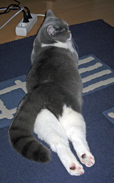 隔空对话，莫兰特独舞与国王铁幕下的篮球双城记