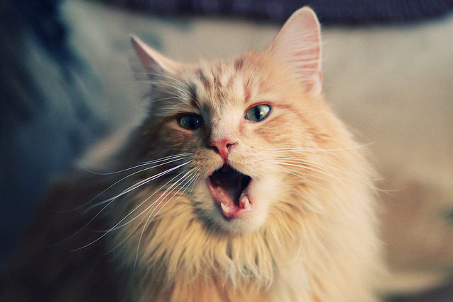 克莱11记三分引爆羊城，广东队憾负马刺，传奇射手展现G6汤魔力