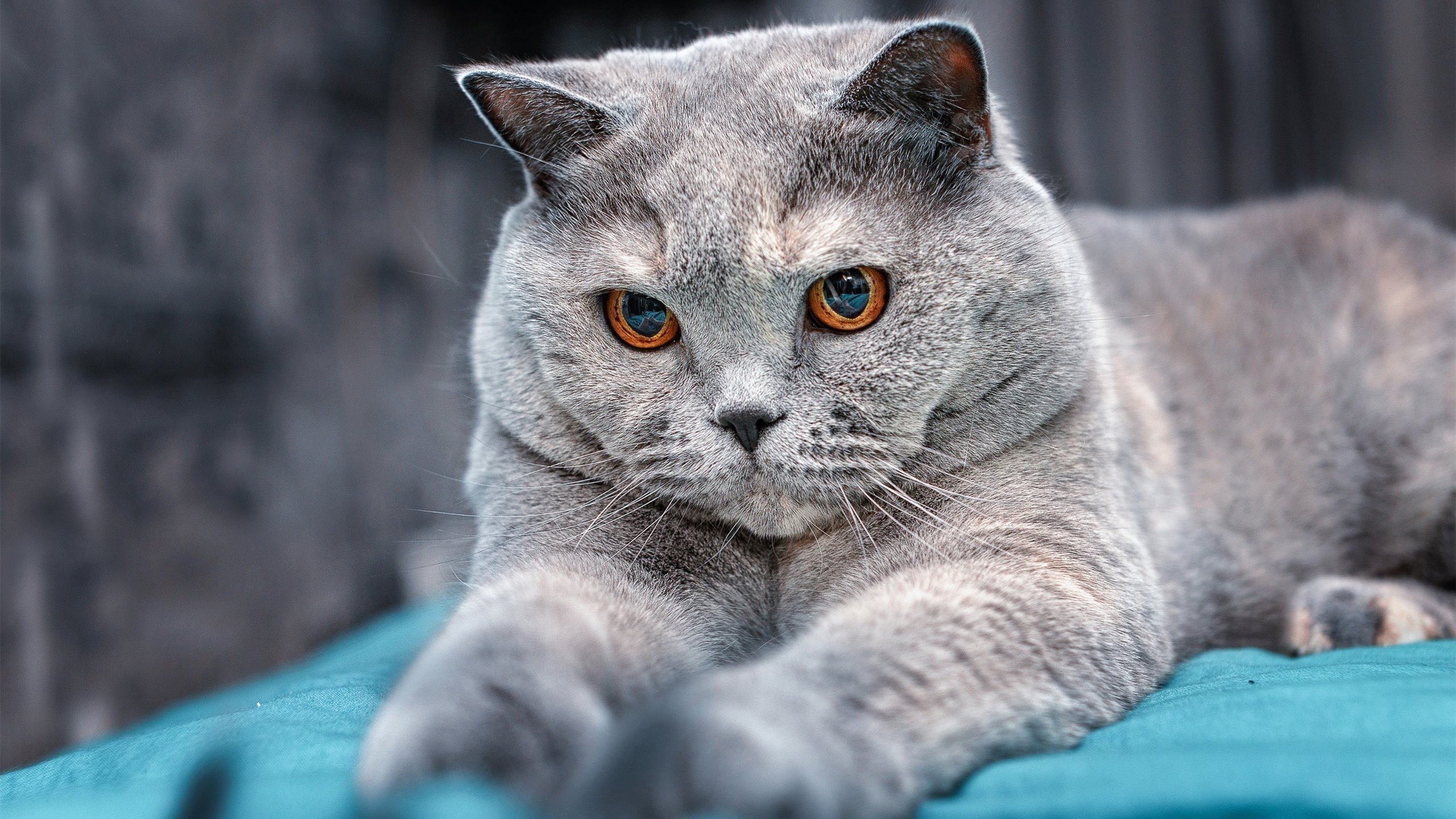 第三颗太阳，当萨拉赫照亮挪威与葡萄牙的黑暗战场