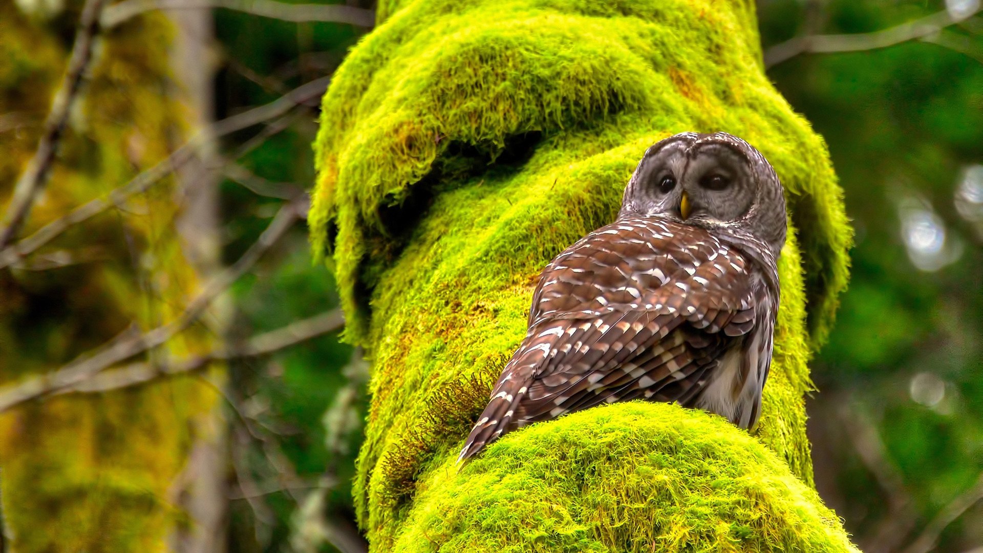 葡萄牙风暴席卷慕尼黑，技术洪流如何冲垮德国战车
